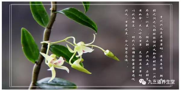【漲知識！】中醫說(shuō)鐵皮石斛好？西醫解讀也要驚到你！